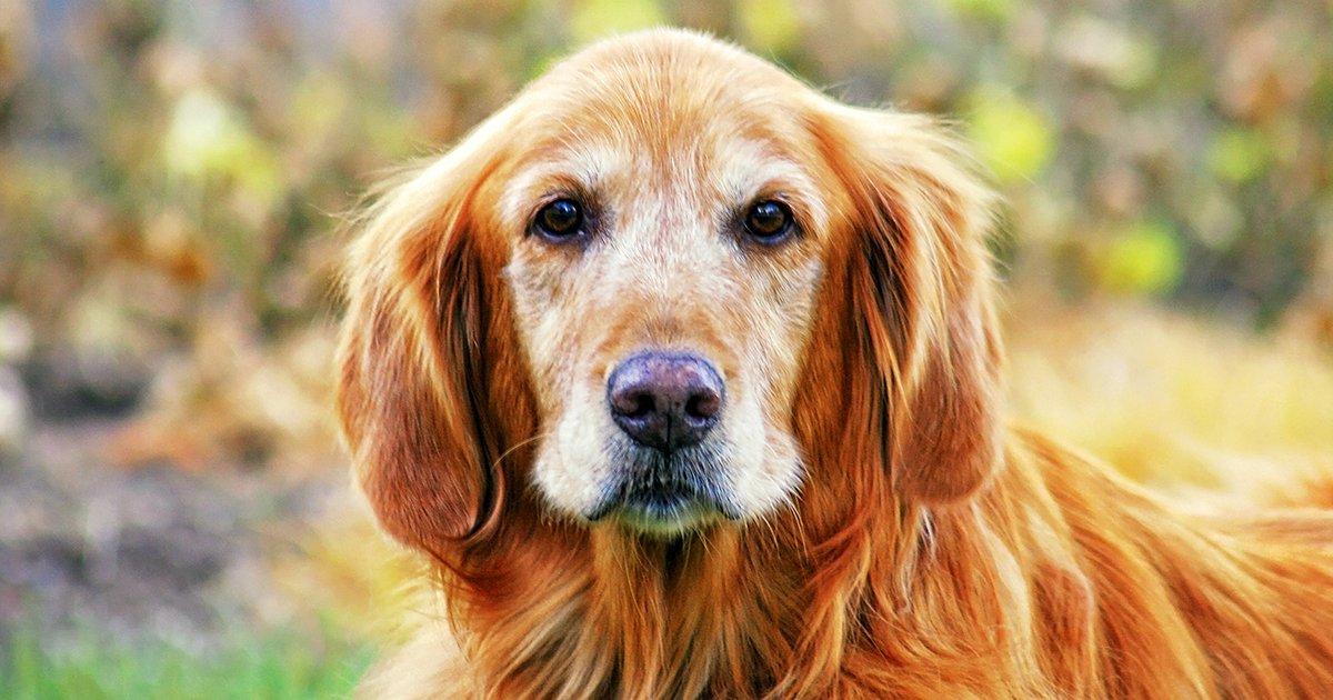 Gifts for senior dogs sale