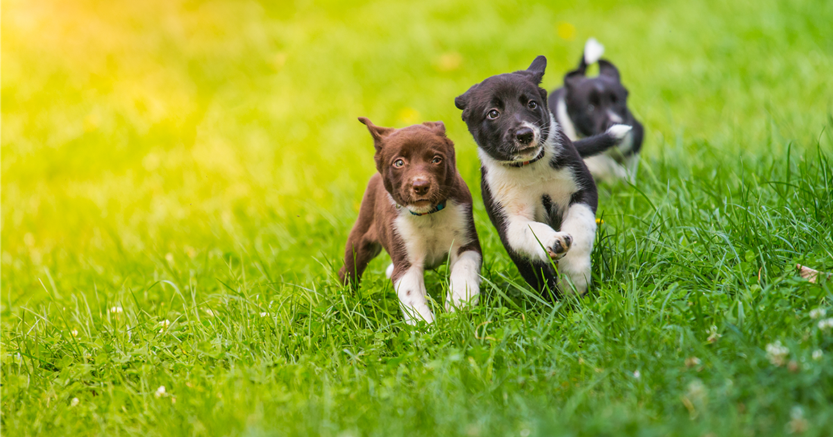 what dog needs the least amount of exercise