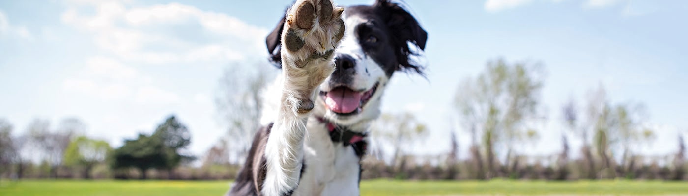 How to Clicker Train Your Dog