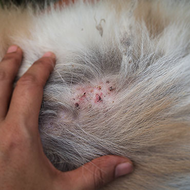 Picture showing bumps on cat's skin from itchy skin