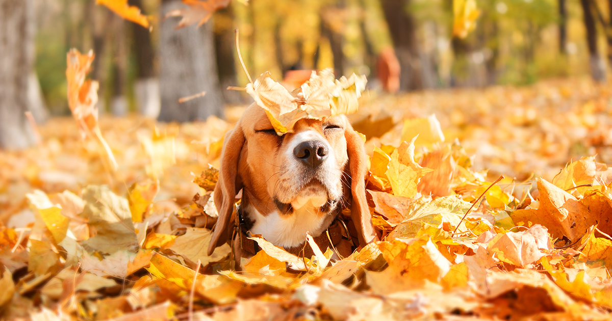 In Memory Of Mom Gifts - Pets and daylight savings - PDSA / Scent can trigger powerful memories.