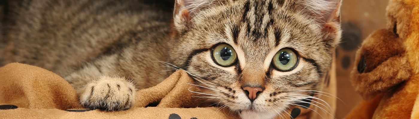 Photo of a kitten in its bed