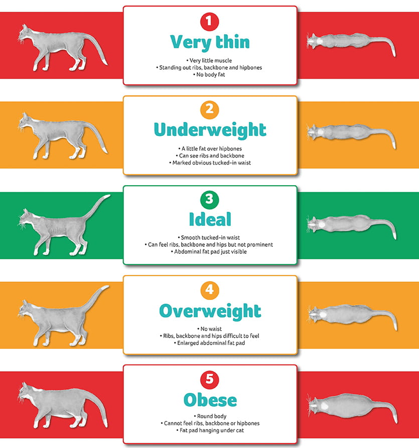 Feline Weight Chart