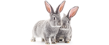 Photo of two rabbits on white background