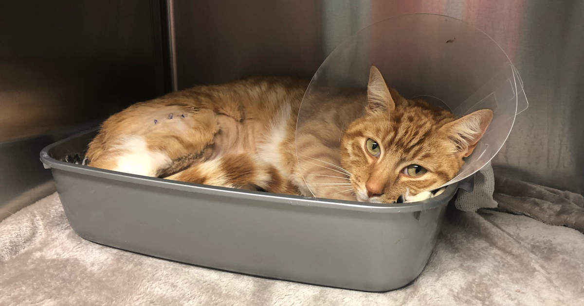 PDSA Pet Survivor 2018 Finalist Skittles PDSA