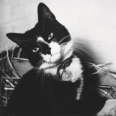 Black and white image of Simon the cat 
