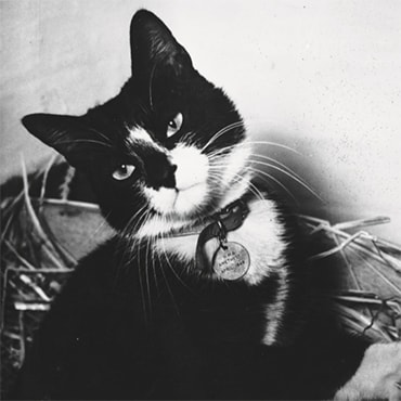 Black and white image of Simon the cat