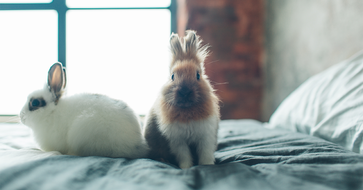 looking after a rabbit indoors