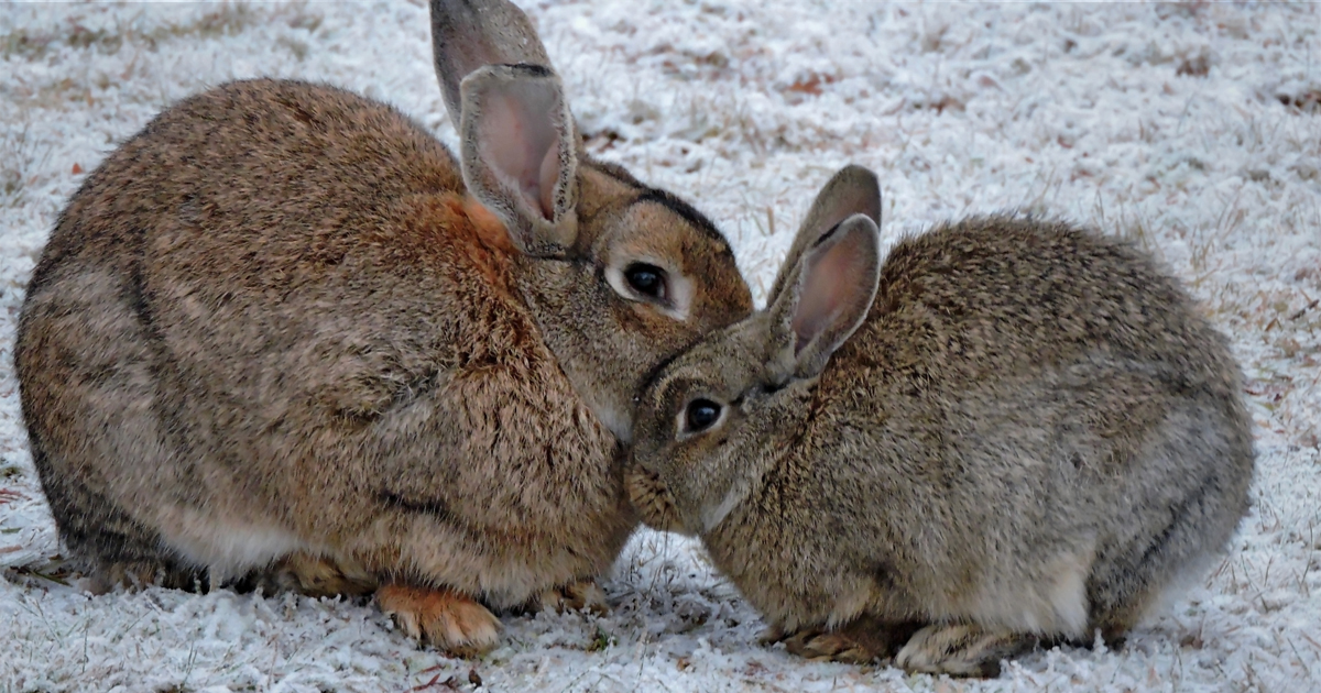 Keeping small pets warm in winter PDSA