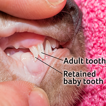 teeth tooth cat adult cats wobbly gum canine should fall before disease pdsa through mouth grown grew fallen symptoms