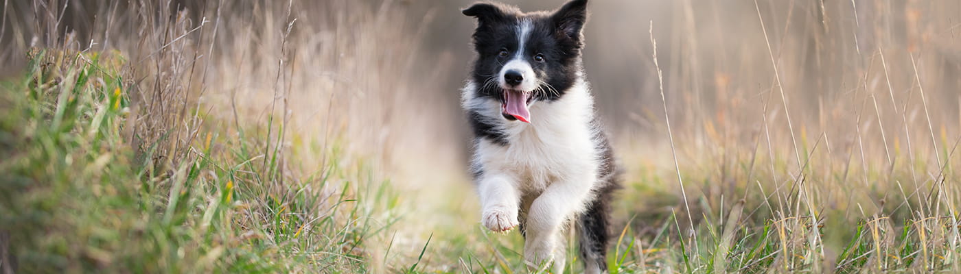 Collie puppy running in a garden