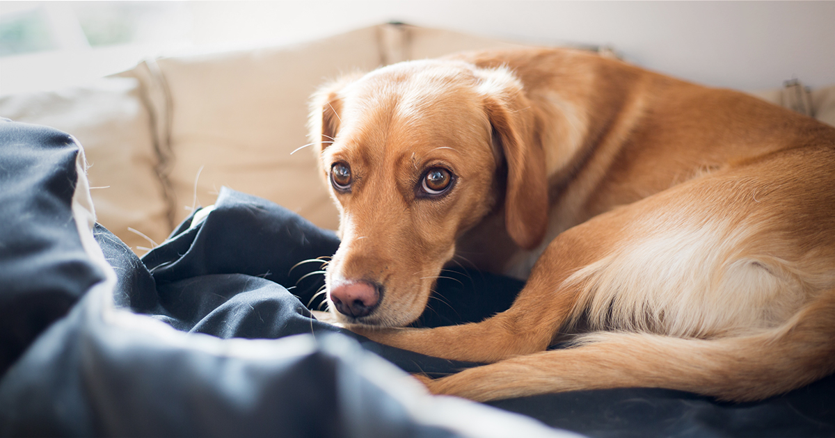 How can I tell if my pet still has a good quality of life? - PDSA