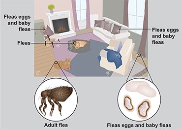Illustration showing how fleas survive in the home.