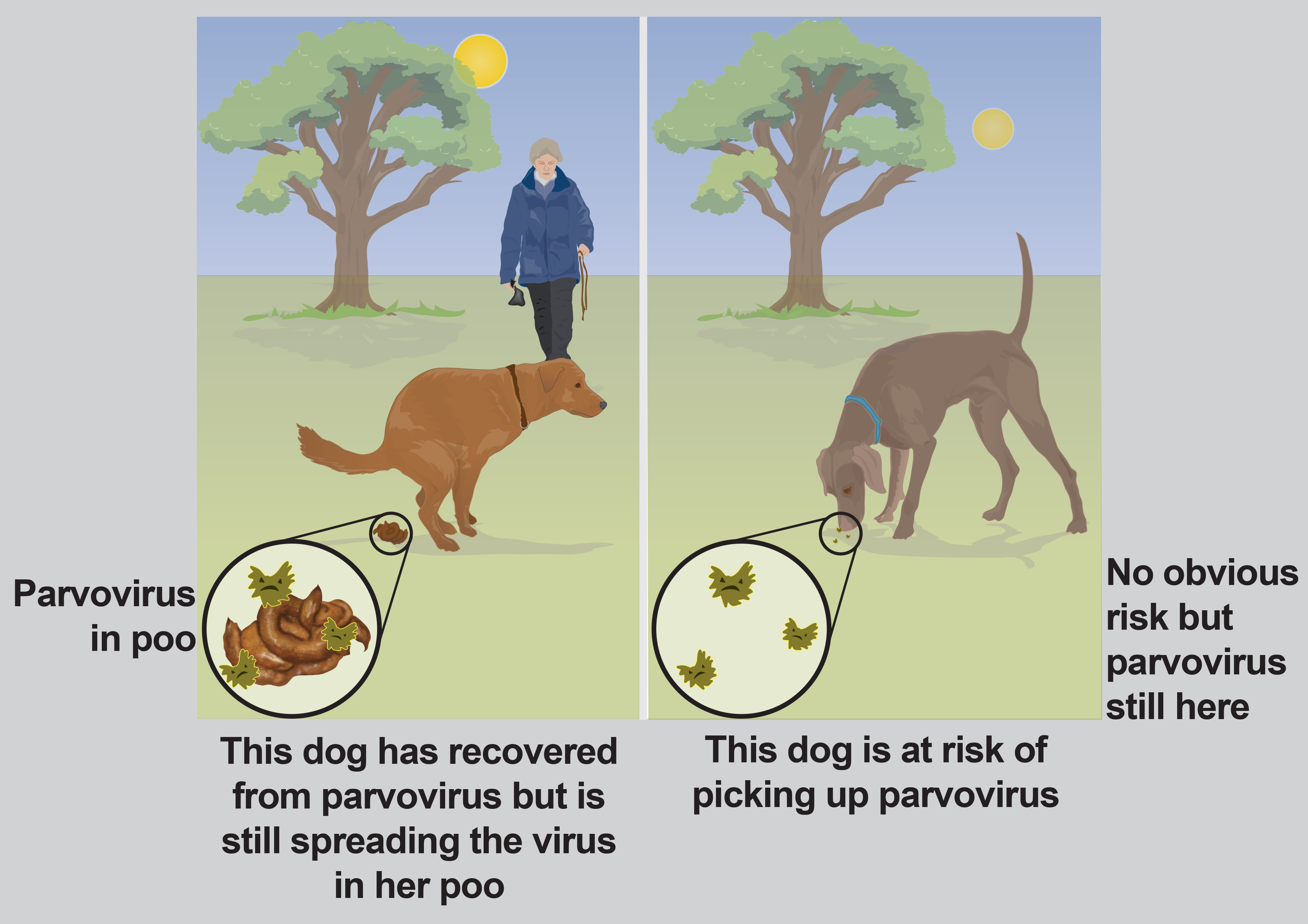 Parvovirus in dogs and puppies PDSA