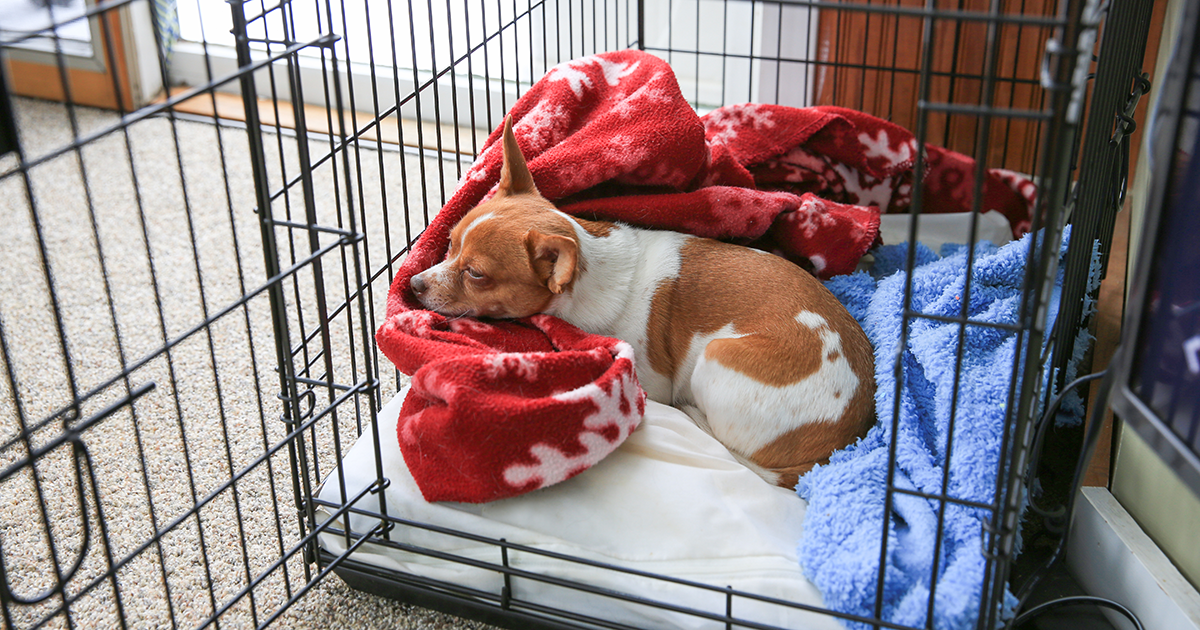 How To Crate Train Your Puppy