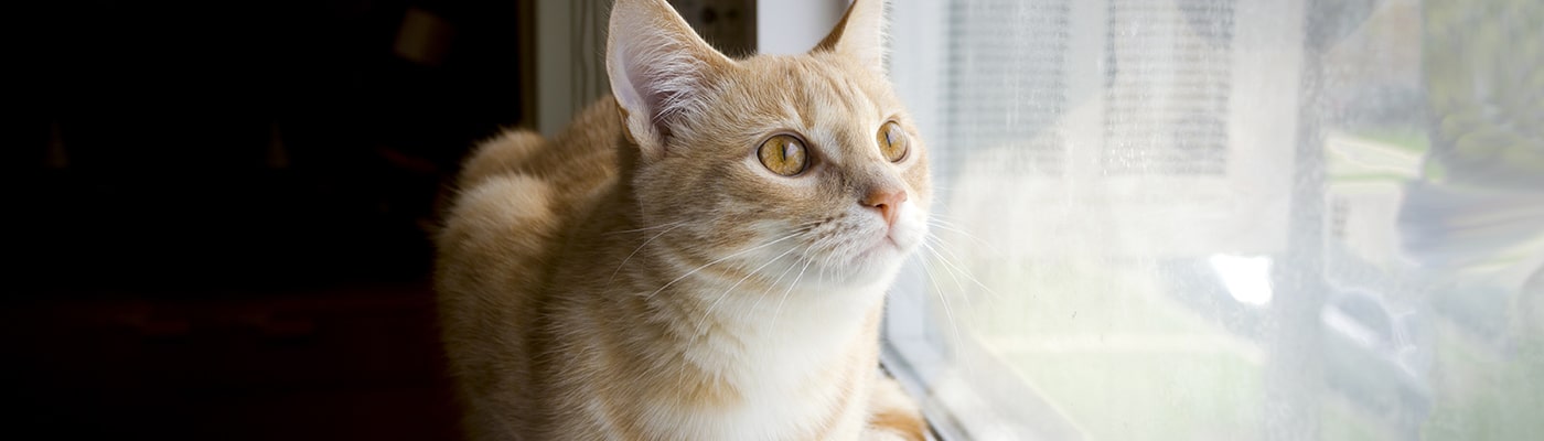 Photo of a cat watching from a window