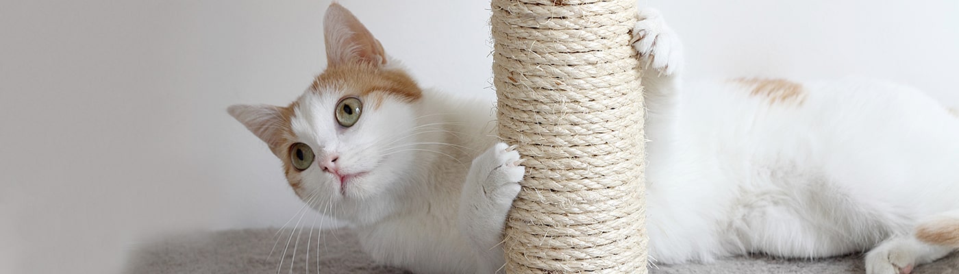 Cat using scratching post