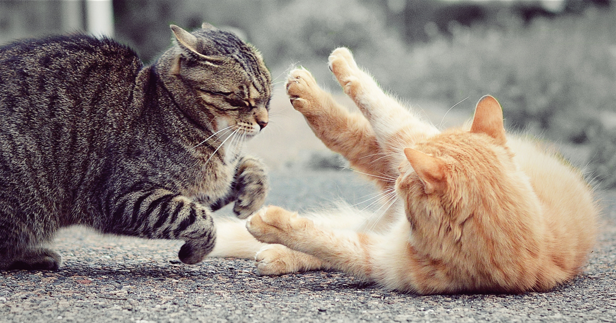 How to Stop House Cats from Fighting: Peaceful Paws Guide
