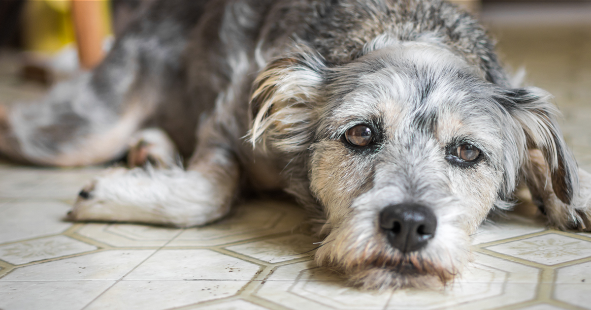 what to do when your old dog becomes incontinent