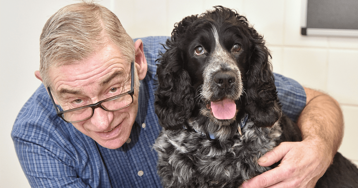 cocker spaniel teddy