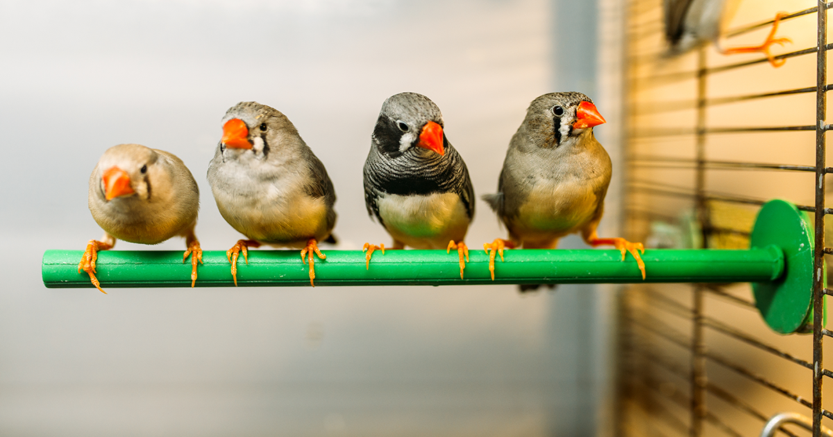 Keeping your pet birds safe PDSA