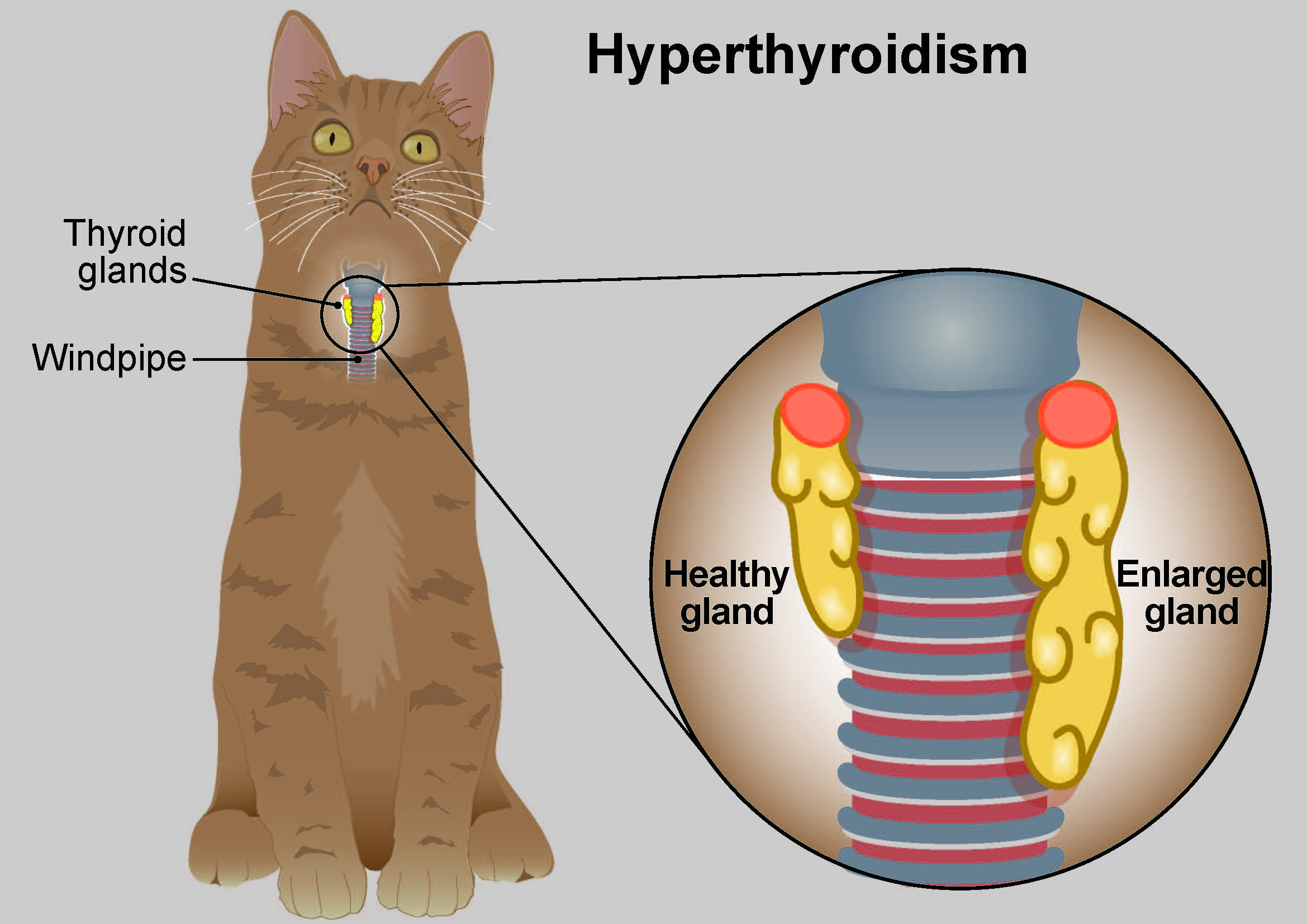 Hyperthyroidism in cats PDSA