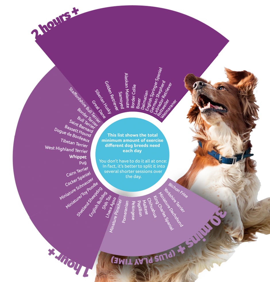 How much exercise does your dog need? PDSA