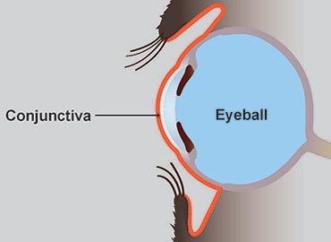 Illustration showing conjuctiva in dogs