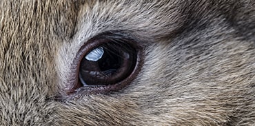 Photo of a healthy rabbit eye