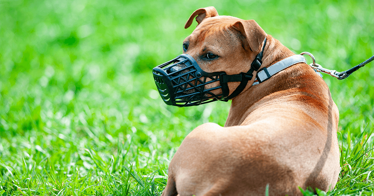 How to muzzle train your dog - PDSA