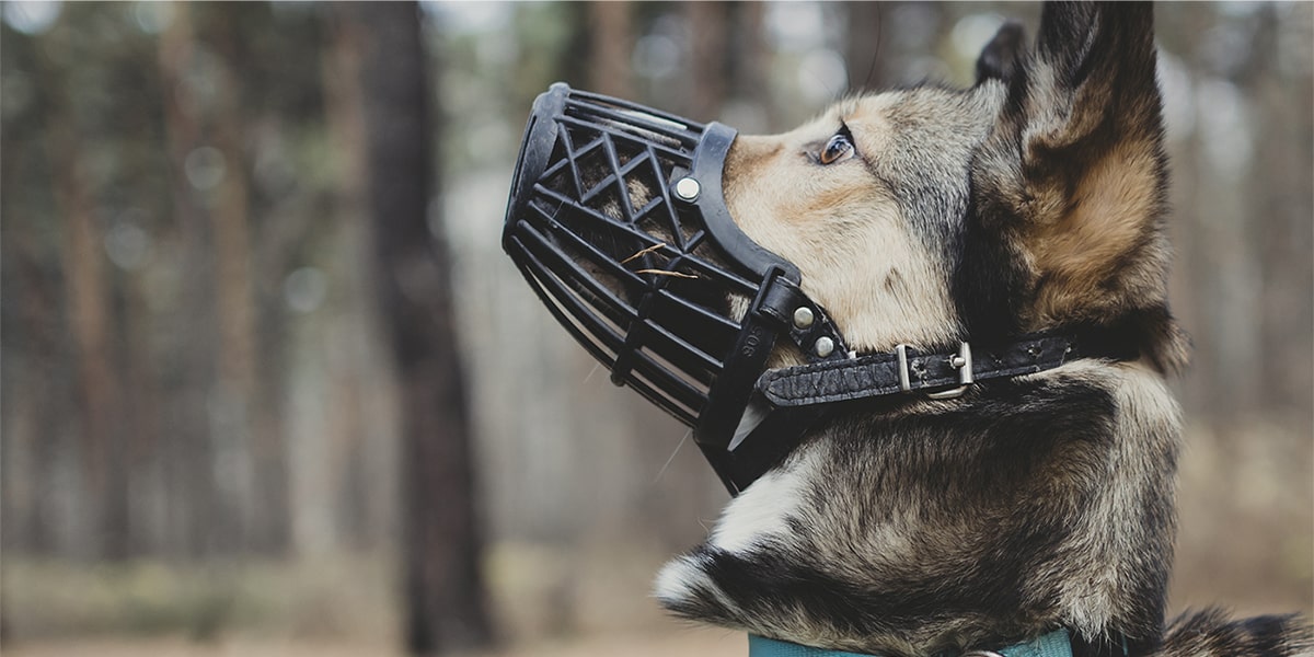 Profile view of German Shepherd dog wearing a fitted muzzle