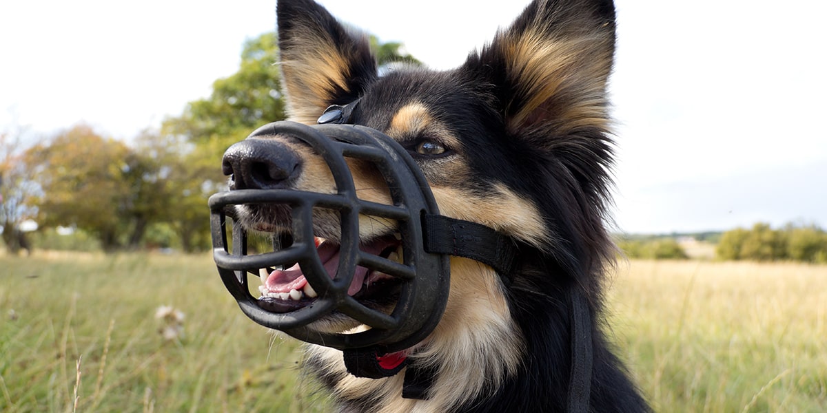 using a muzzle on a puppy