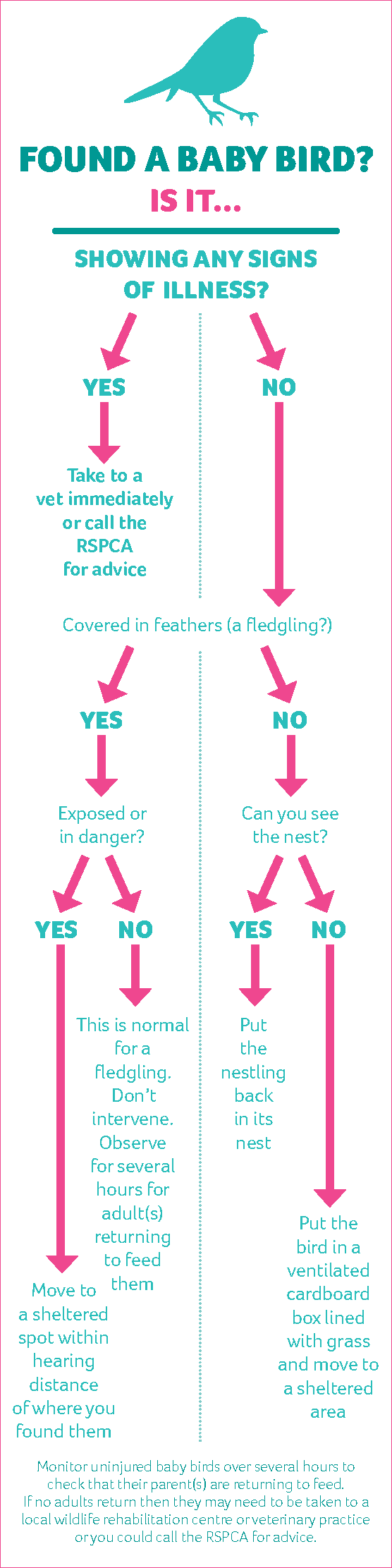 Infographic showing what to do if you find a baby bird