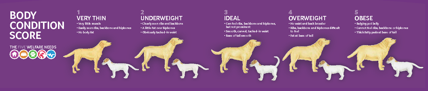 Is My Dog Overweight Chart