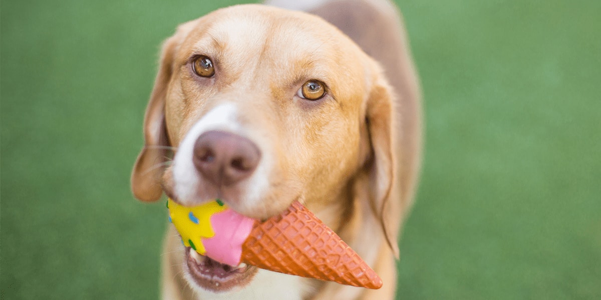 can dogs eat ice cream uk