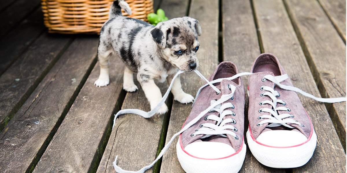 get dog to stop chewing shoes