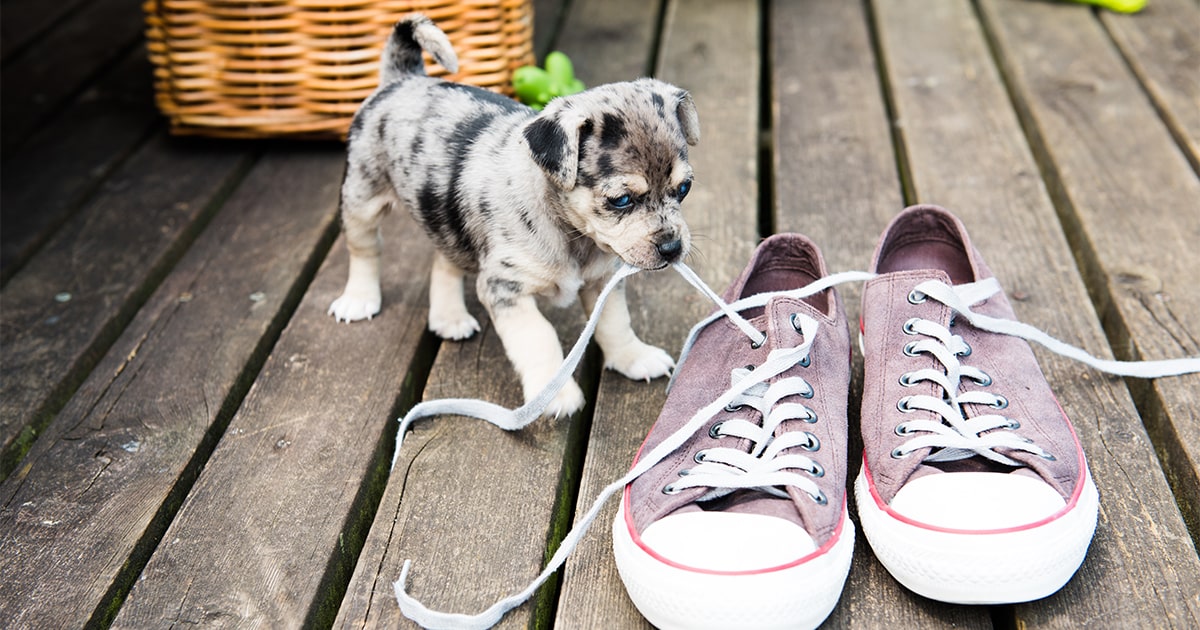 dog chewing shoes