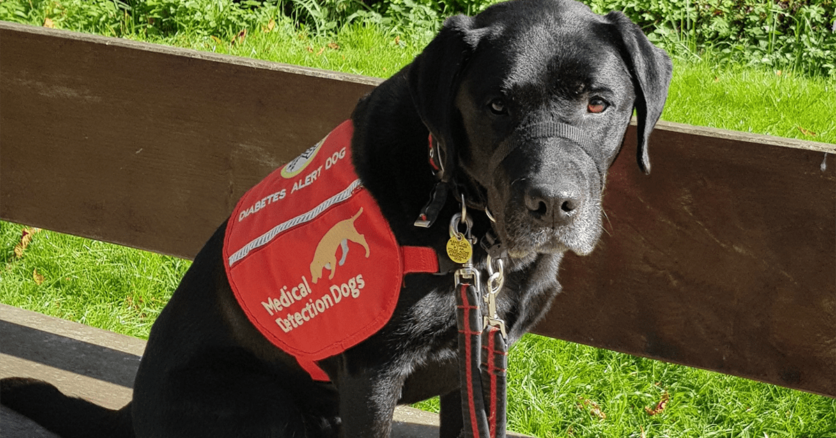 The benefits of owning a pet PDSA