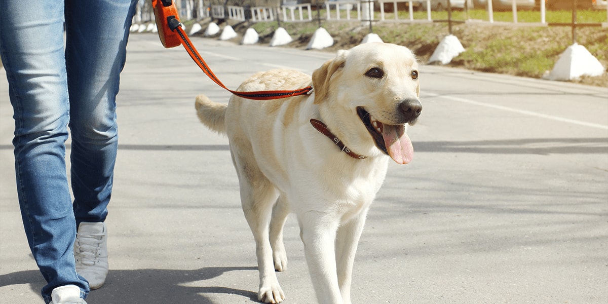 is it a legal requirement to keep a dog on a lead