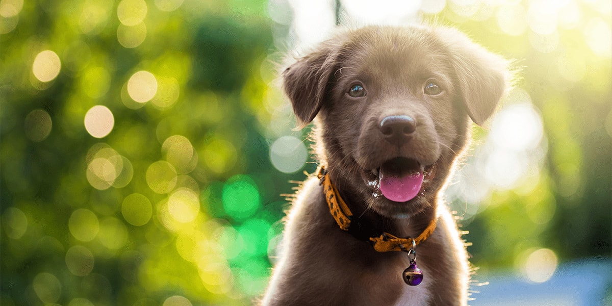 is there a limit to how many dogs you can own uk