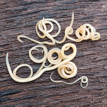 Roundworms on a wooden surface