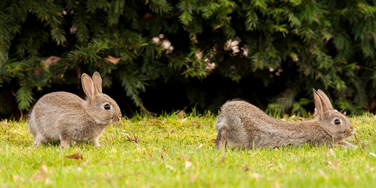 Two rabbits in large garden