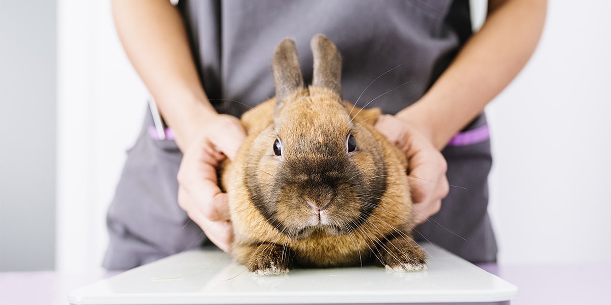 Rabbit at the vet