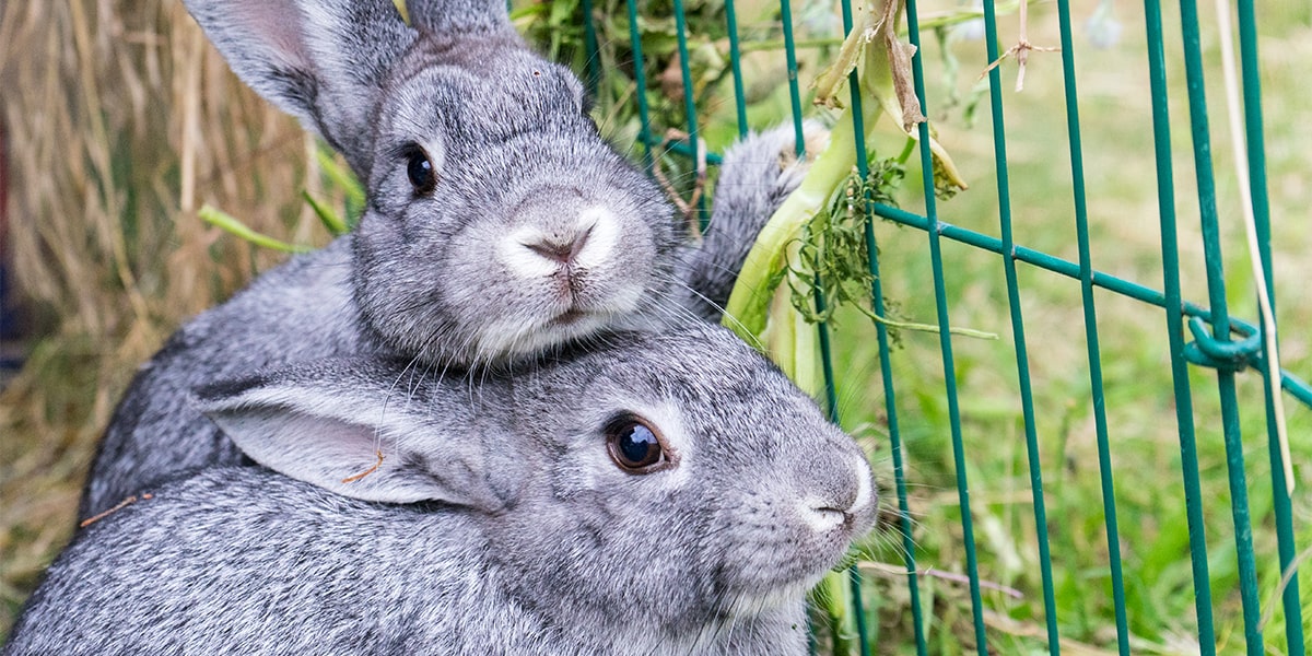 Two rabbits in a cage