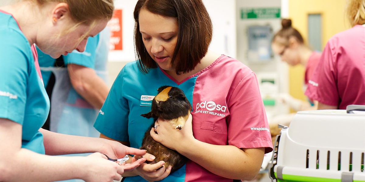 How to become a vet nurse - PDSA