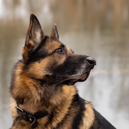 How Much is the German Shepherd? Discover the Costs of Owning this Popular Breed