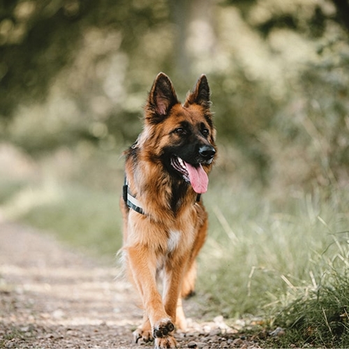 German Shepherd Puppies Nc