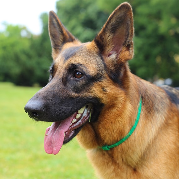 Golden shepherd best sale dog