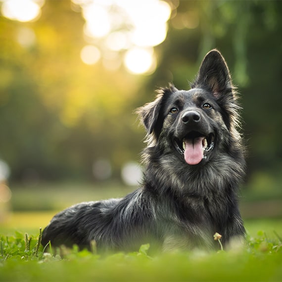 German Shepherd Exercise Chart