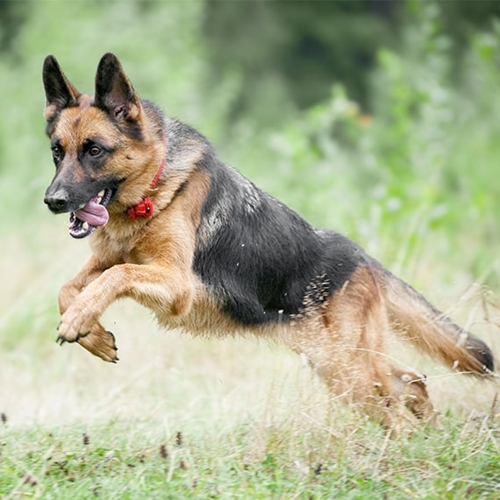 are german shepherds dangerous to other dogs